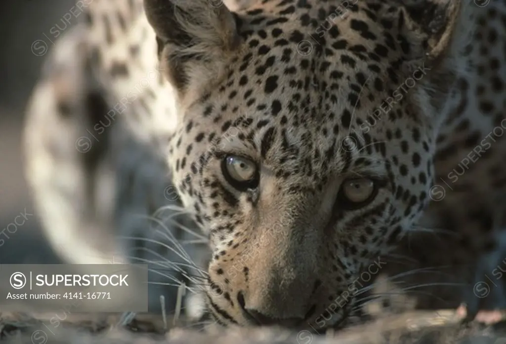 leopard drinking, face detail panthera pardus okavango, botswana