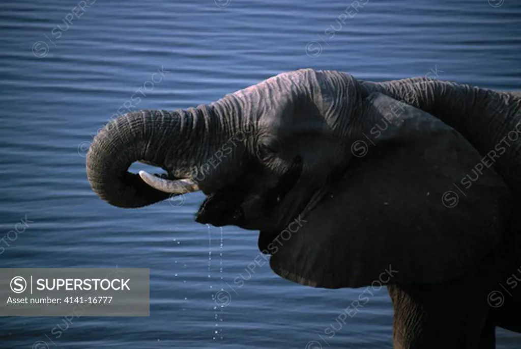 african elephant drinking loxodonta africana chobe national park, botswana, africa