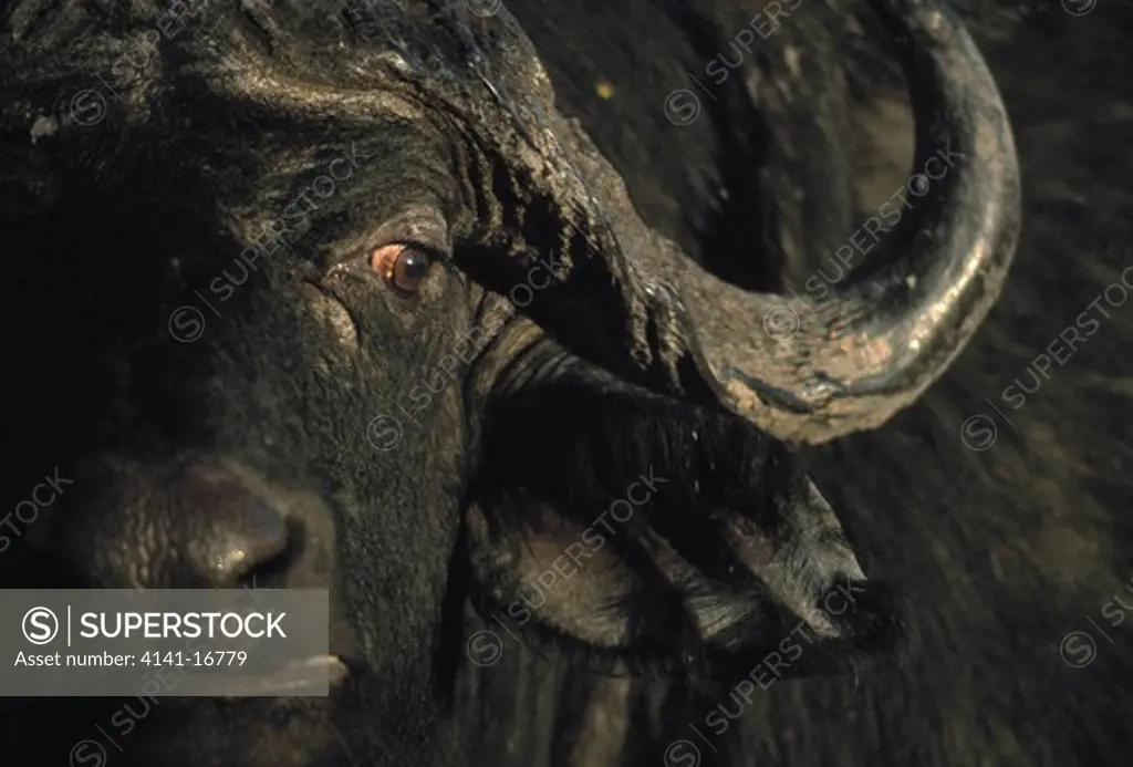 african buffalo head detail syncerus caffer chobe river floodplain, chobe np, botswana 