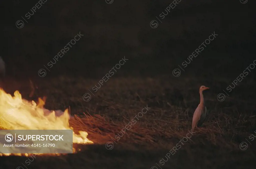 cattle egret near to fire, bubulcus ibis to prey on insects trying to escape okavango, botswana