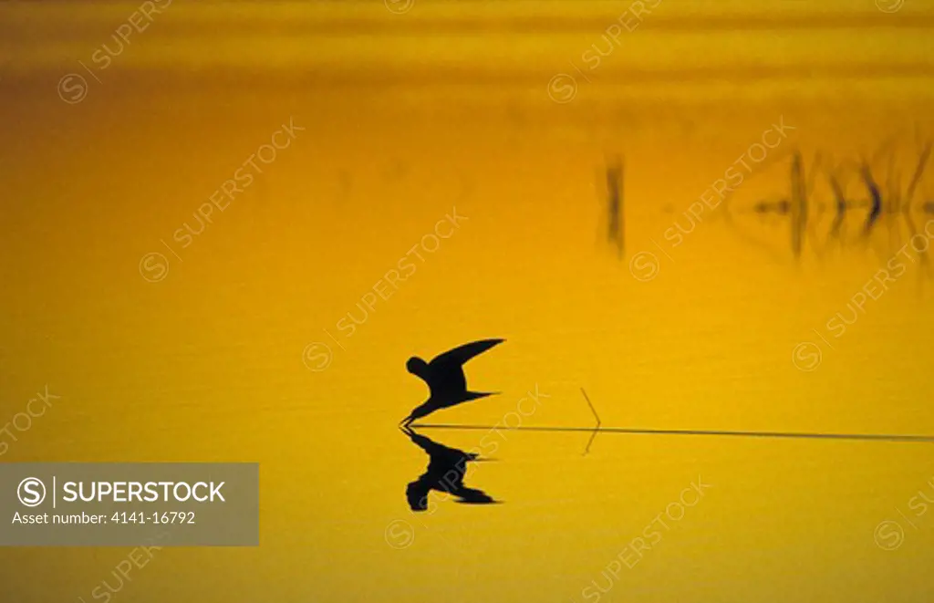 african skimmer in flight rynchops flavirostris silhouetted, low over water okavango, botswana 
