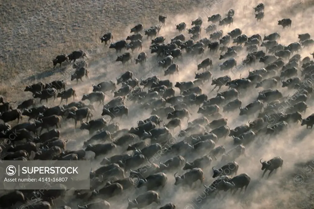 african buffalo syncerus caffer herd on move