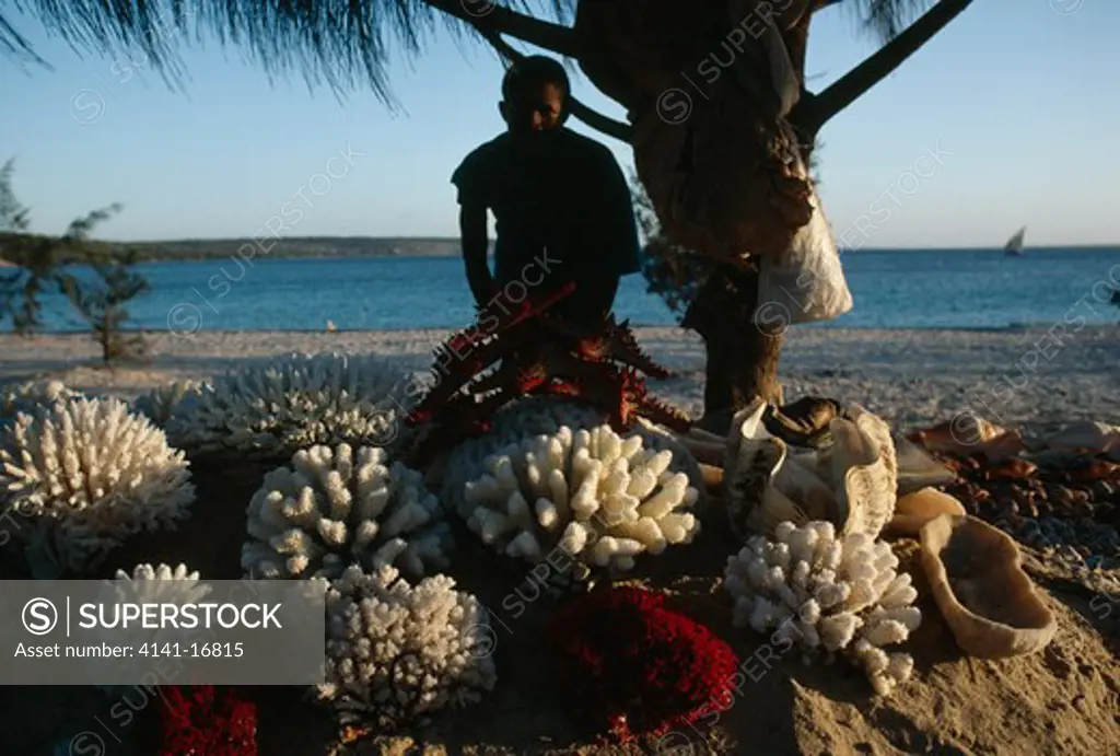 boy selling corals & starfishes on shore fernao veloso, mozambique
