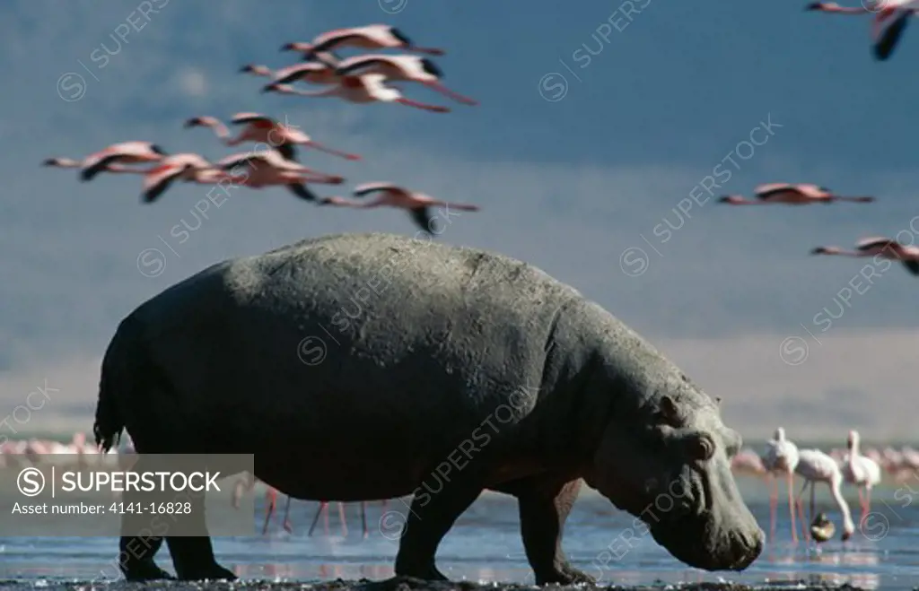 hippopotamus & lesser flamingos hippopotamus amphibius ngorongoro crater, tanzania