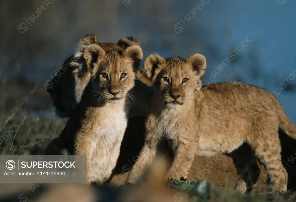 african lion cubs by adult panthera leo serengeti national park, tanzania