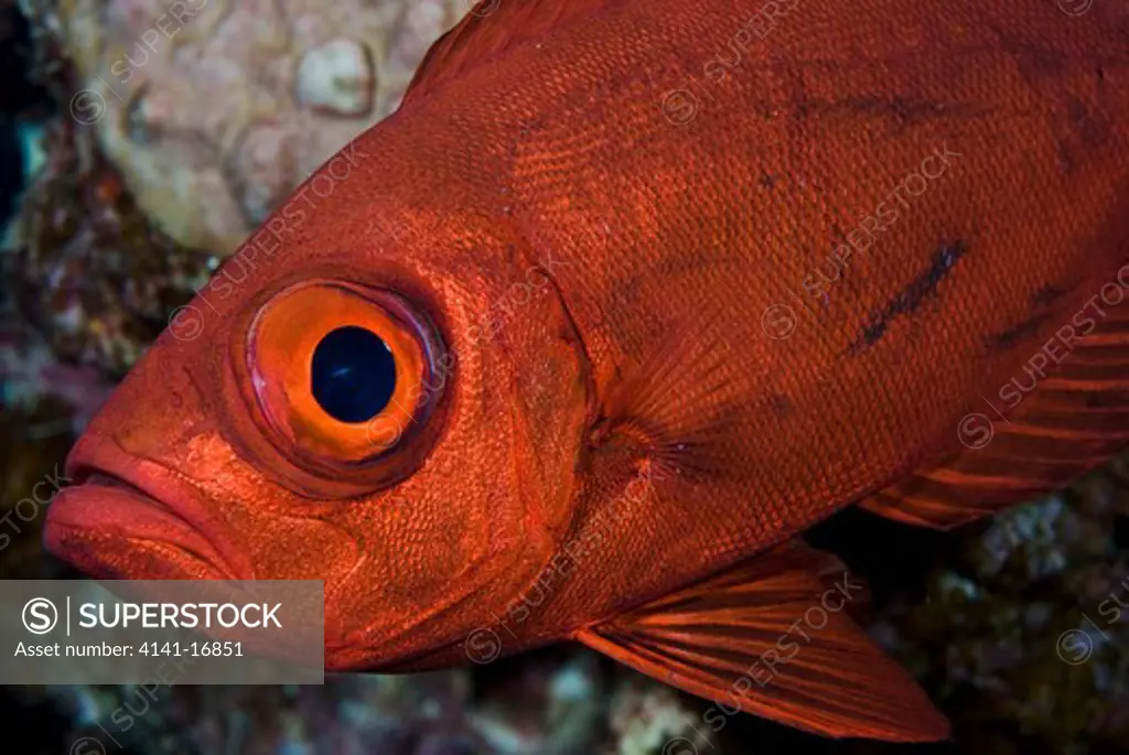 bigeye (goggle-eye) priacanthus hamrur red sea: egypt: gulf of aqaba, ras ghazlani, june