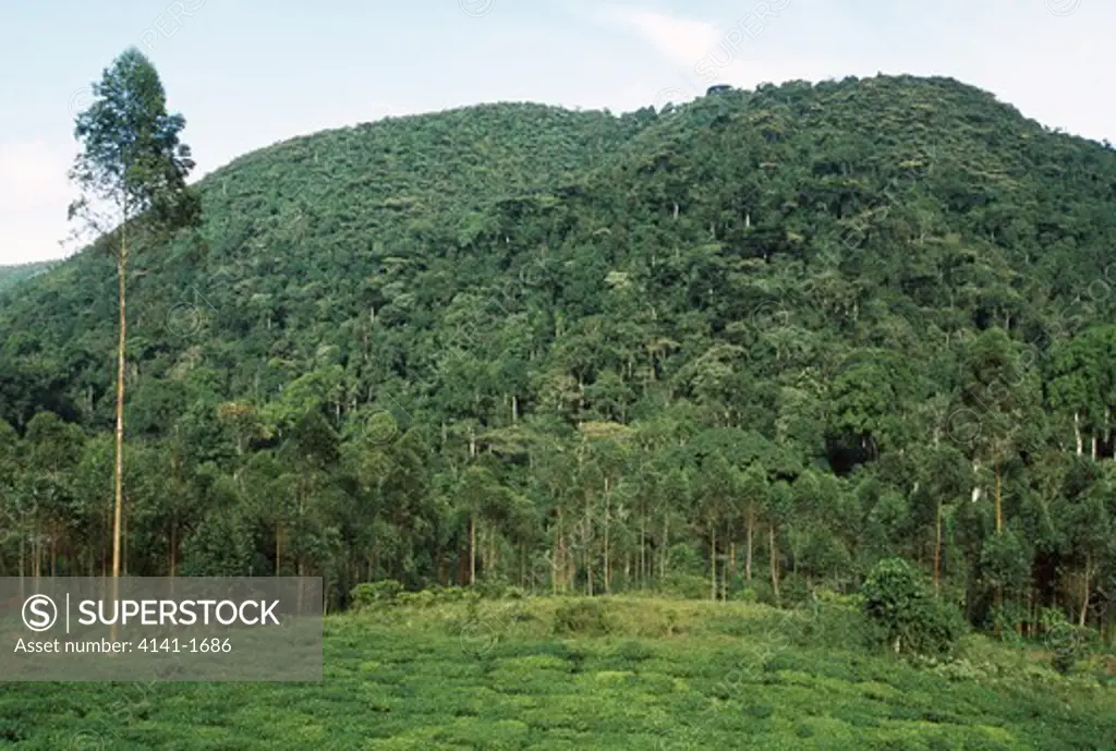 bwindi impenetrable forest n.p. with tea plantations encroaching upon the rainforest uganda