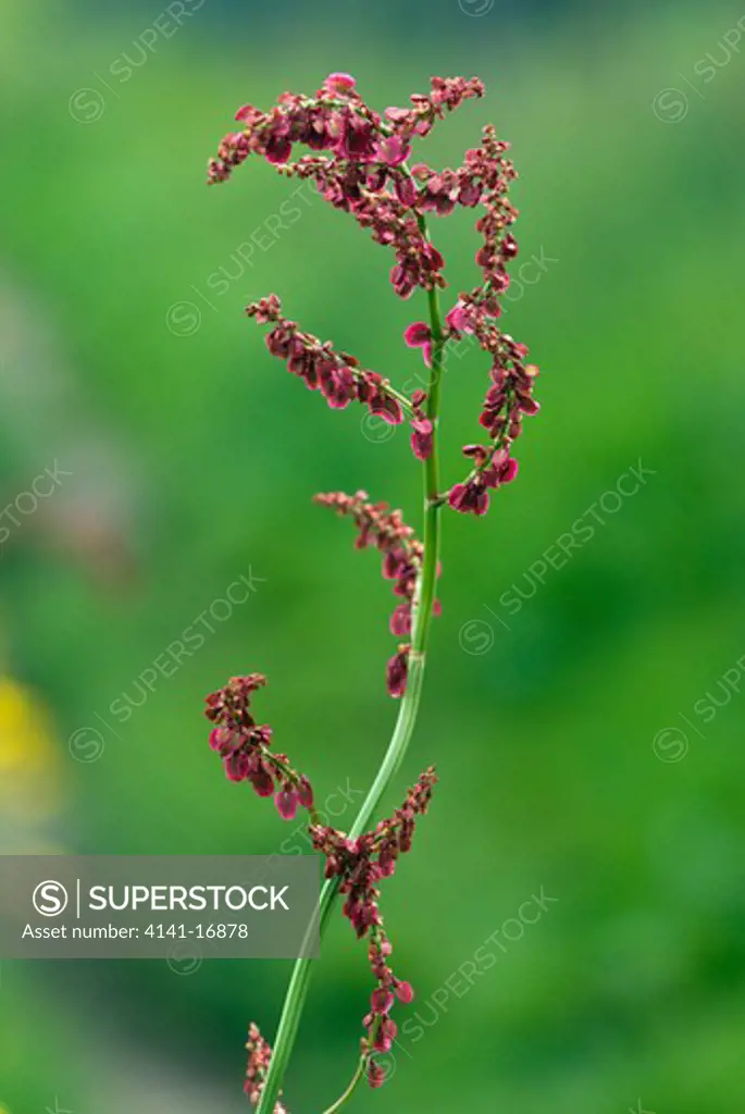 common sorrel rumex acetosa england: surrey, peaslake, may