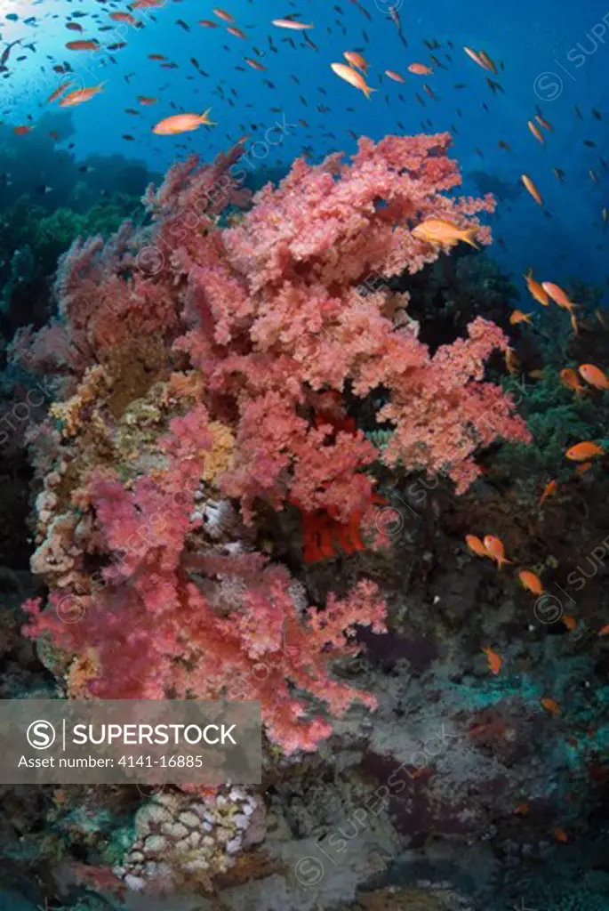 coral reef with anthias, pseudanthias squamipinnis, and soft corals, dendronephthya sp. red sea: egypt: straits of tiran, jackson reef, june