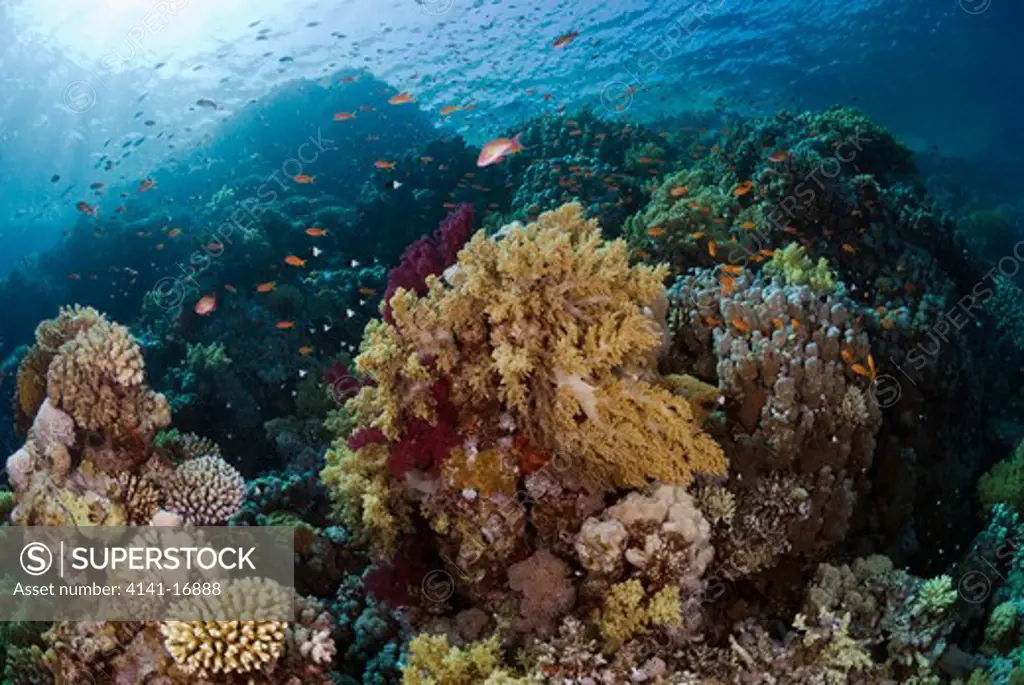coral reef with anthias (pseudanthias squamipinnis) and twotone chromis (chromis dimidiata) red sea: egypt: straits of tiran, jackson reef, june