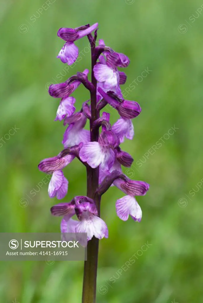 green-winged orchid orchis morio england: warwickshire, draycote meadows sssi, may