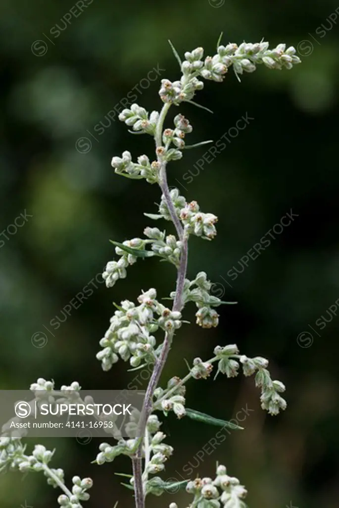 mugwort artemisia vulgaris england: surrey, mitcham common, july