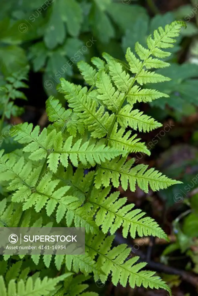 narrow buckler-fern dryopteris carthusiana england: surrey, grayswood, frillinghurst wood, may