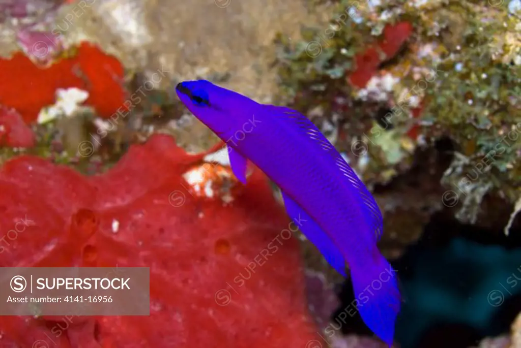 orchid dottyback (fridman's dottyback), pseudochromis fridmani, hovering by red sponge red sea: egypt: straits of tiran, jackson reef, june
