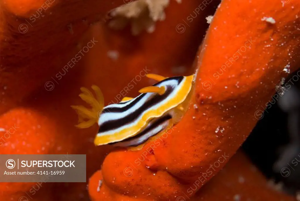 pyjama nudibranch chromodoris quadricolor red sea: egypt: straits of tiran, jackson reef, june