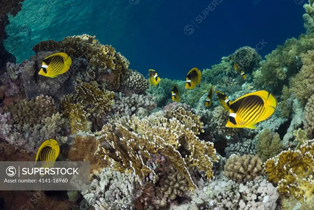 red sea racoon butterflyfish (striped butterflyfish) chaetodon fasciatus, on coral reef red sea: egypt: straits of tiran, jackson reef, june