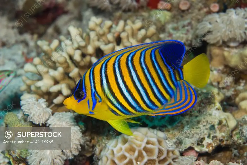 regal angelfish pygoplites diacanthus red sea: egypt: straits of tiran, jackson reef 