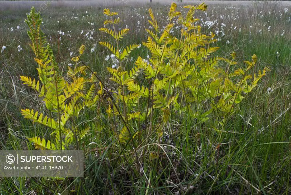 royal fern osmunda regalis england: surrey, thursley common national nature reserve, may 