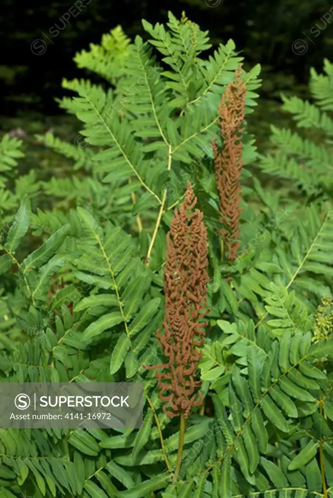 royal fern, osmunda regalis, with sporangia (densely clustered spore-bearing structures, on fertile frond) england: surrey, near felcourt, lingfield, college of st barnabas grounds, june 