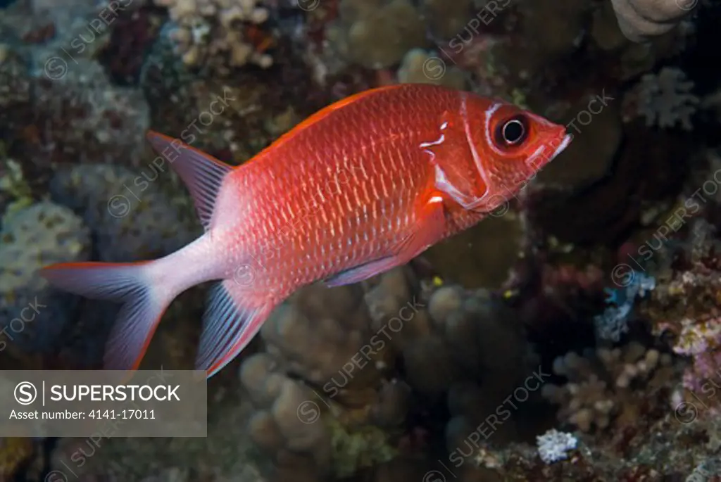tailspot squirrelfish sargocentron caudimaculatum red sea: egypt: gulf of aqaba, ras ghazlani, june