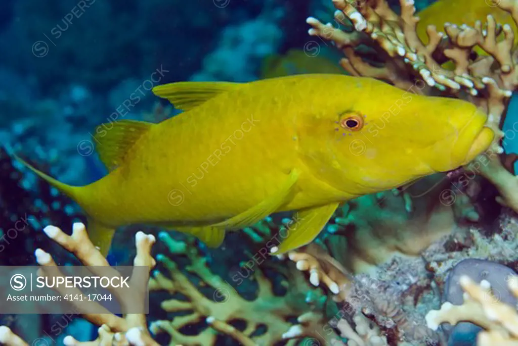 yellowsaddle goatfish parupeneus cyclostomus red sea: egypt: straits of tiran, jackson reef, june