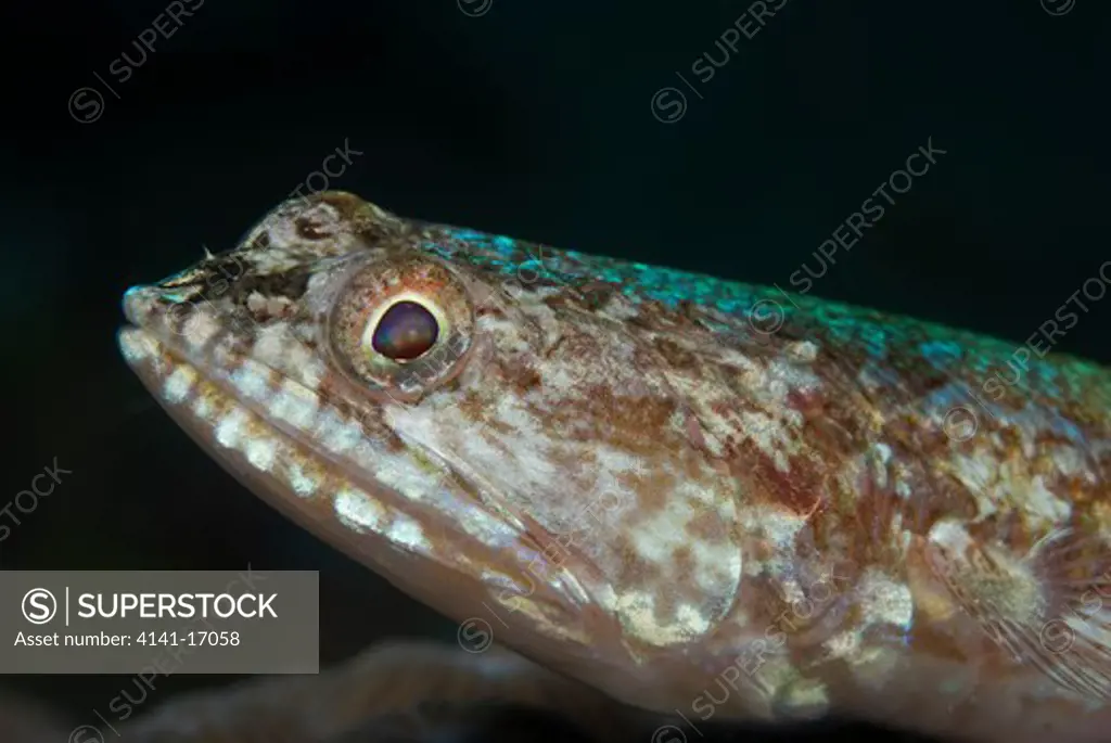 blackblotch lizardfish synodus jaculum indonesia: north sulawesi: bangka, alpha omega october