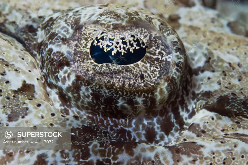 crocodilefish papilloculiceps longiceps (eye) red sea: israel: gulf of aqaba, eilat november