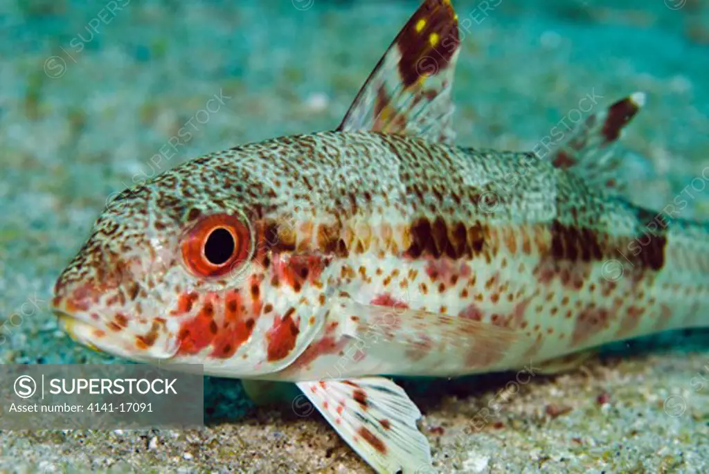 freckled goatfish (upeneus tragula) indonesia 