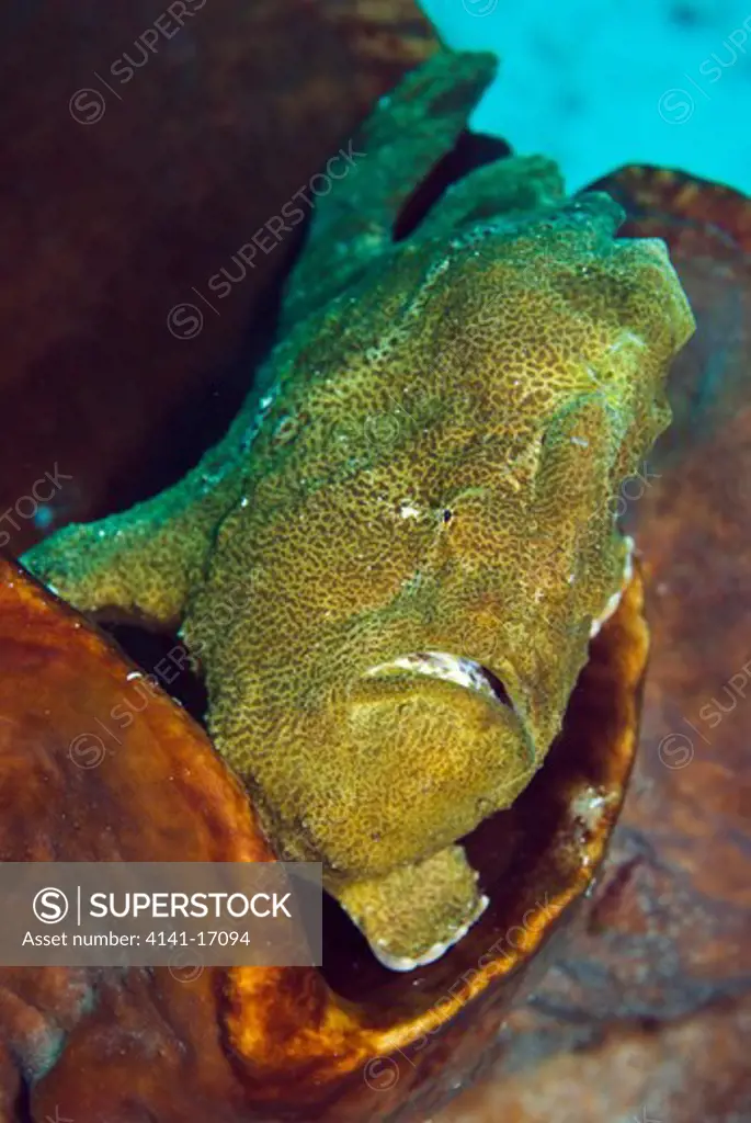 giant frogfish antennarius commerson, resting in barrel sponge indonesia: sulawesi: bangka, busa bora october