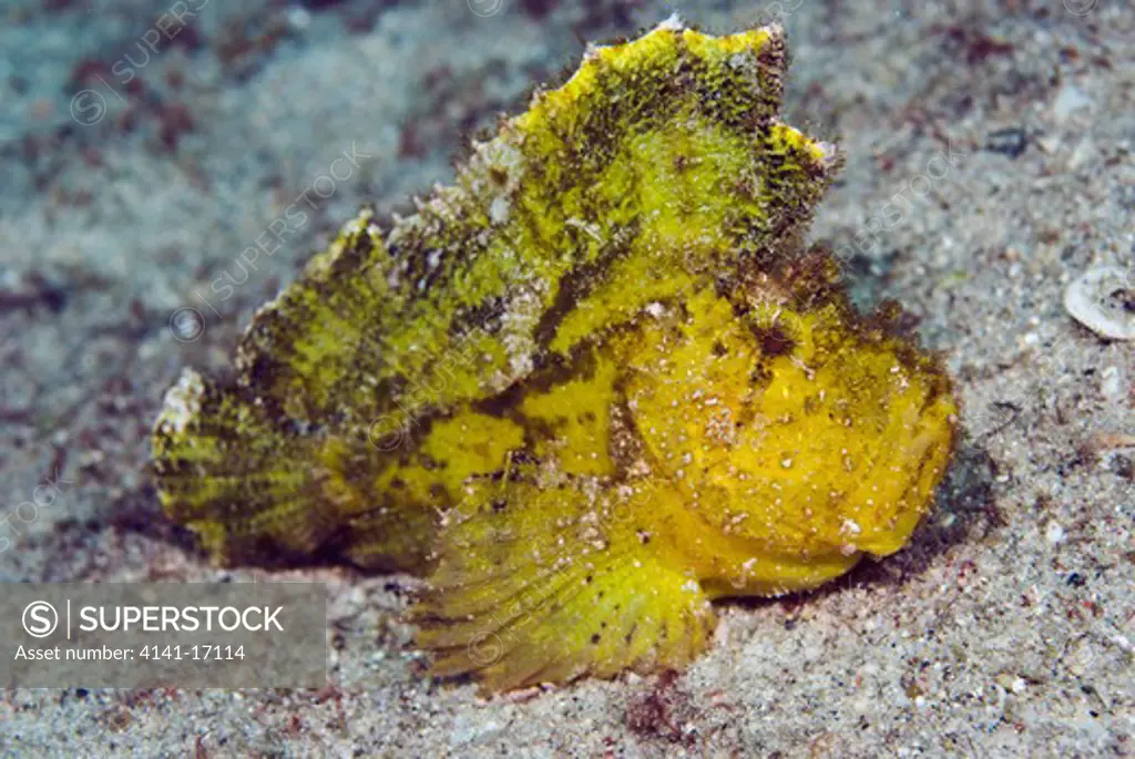 leaf scorpionfish taenianotus triacanthus indonesia: north sulawesi: sempini (near pulisan) october
