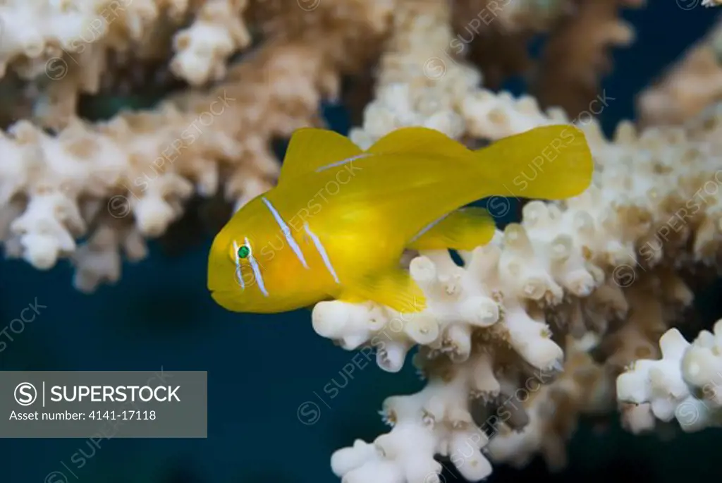 lemon coral goby (citron goby), gobiodon citrinus, on branches of coral, acropora sp. red sea: israel: gulf of aqaba, eilat november