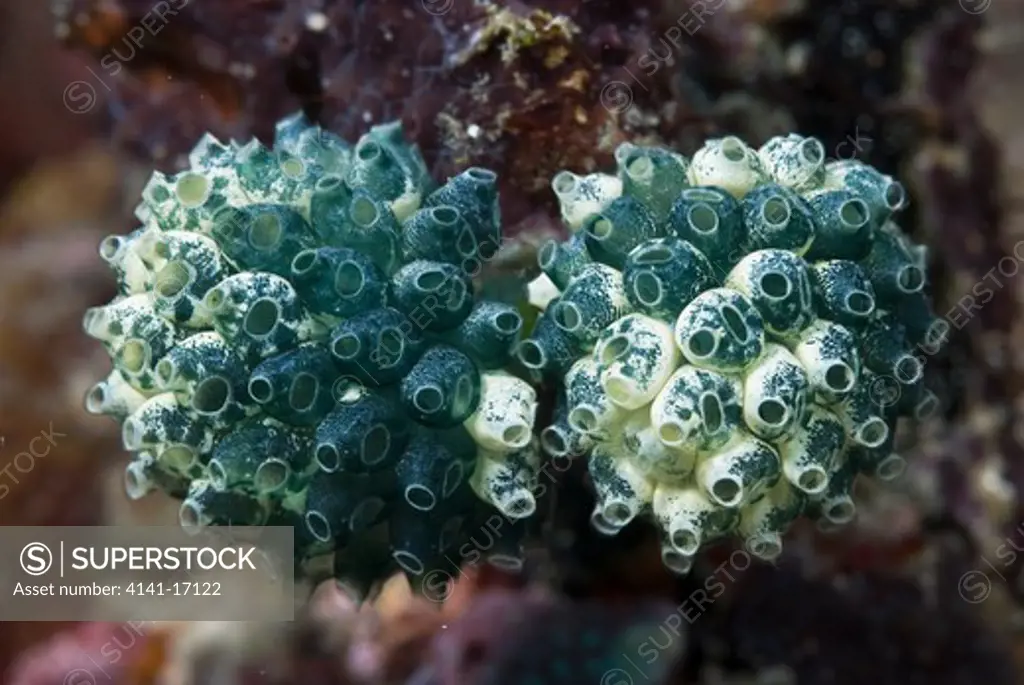 lollypop tunicates (stalked green ascidians) nephtheis fascicularis indonesia: sulawesi: bangka, batu tiga october