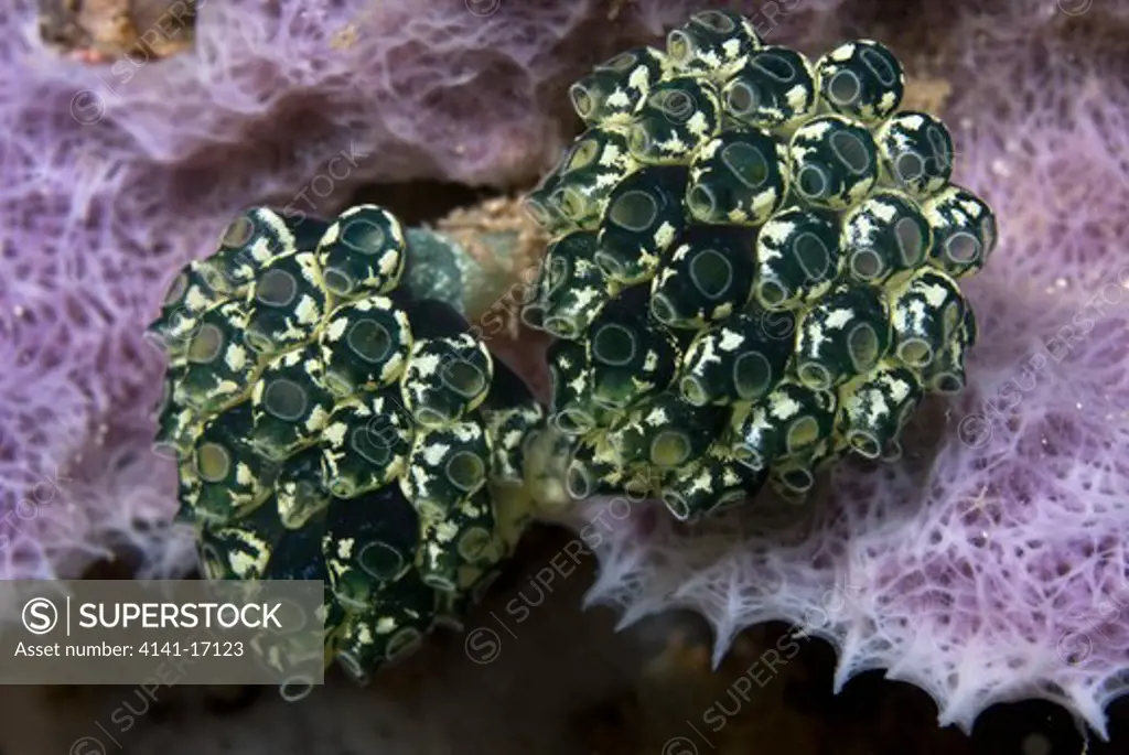 lollypop tunicates (stalked green ascidians) nephtheis fascicularis indonesia: north sulawesi: hbo point (near tarabitan) october