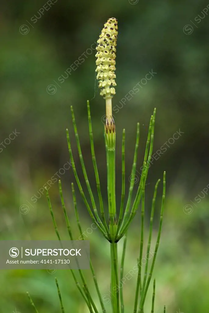 marsh horsetail equisetum palustre england: surrey, shalford, september