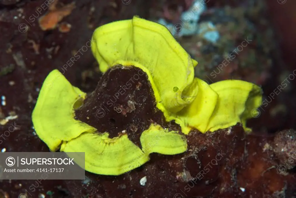 nudibranch eggs notodoris minor indonesia: north sulawesi: bangka, batu tiga october
