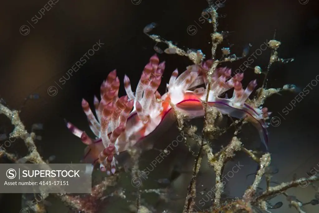 nudibranch flabellina rubrolineata indonesia: north sulawesi: seroi point october