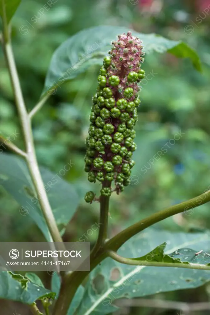 pokeweed phytolacca sp., fruits developing (garden escape) england: surrey, south croydon, july