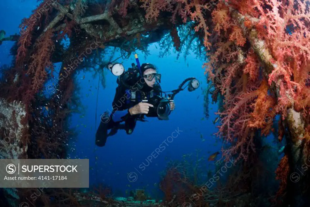 diver on satil wreck, soft corals (dendronephthya sp.) red sea: israel: gulf of aqaba, eilat november