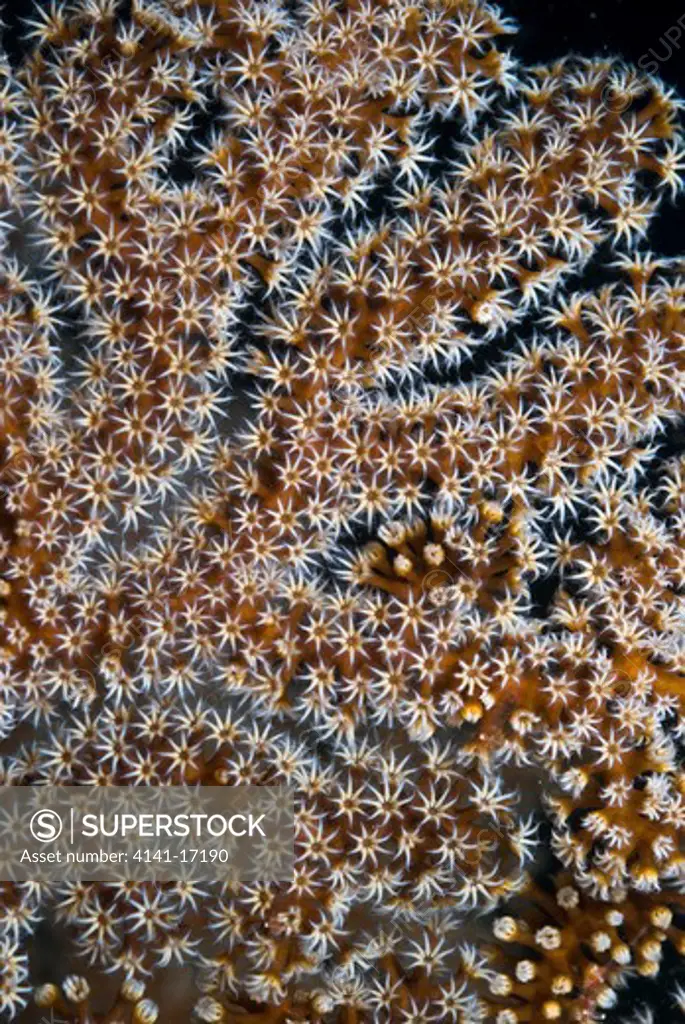 sea fan (gorgonian coral) acanthogorgia sp. indonesia: north sulawesi: hbo point (near tarabitan) october