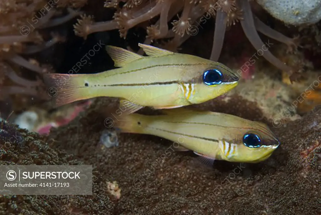 seale's cardinalfish apogon sealei indonesia: north sulawesi: sempini (near pulisan) october