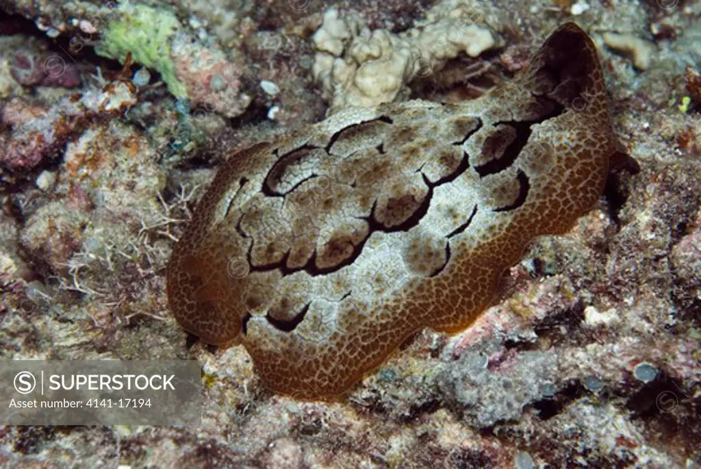 side-gilled slug pleurobranchus forskalii indonesia: north sulawesi: off gangga i., lihaga october