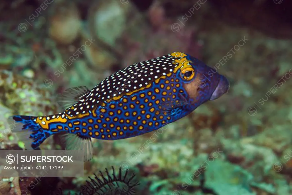 spotted boxfish ostracion meleagris indonesia: north sulawesi: pulisan october