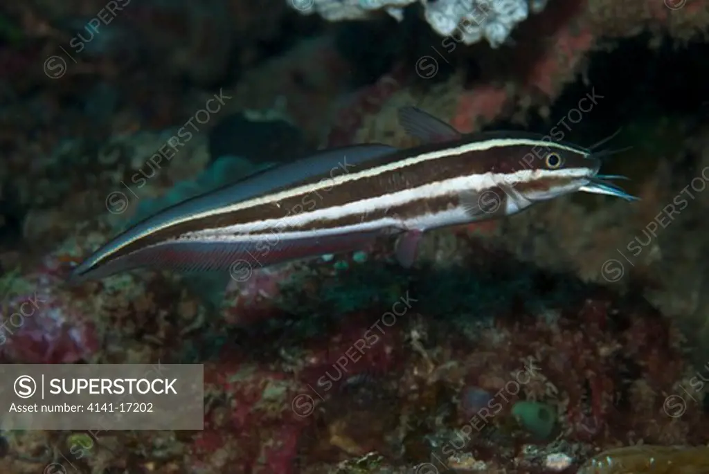 striped catfish plotosus lineatus indonesia: north sulawesi: sempini (near pulisan) october