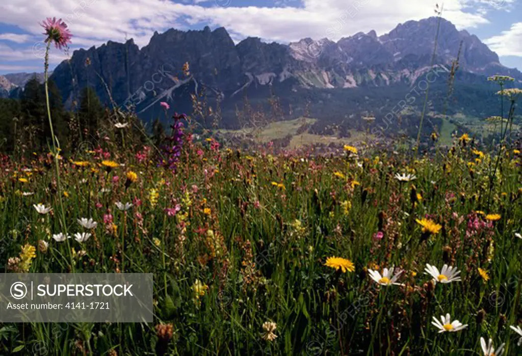 alpine meadow in the dolomites with shining scabious, ox-eye daisy, meadow clary, goatsbeard, sainfoin and yellow rattle. italy. 