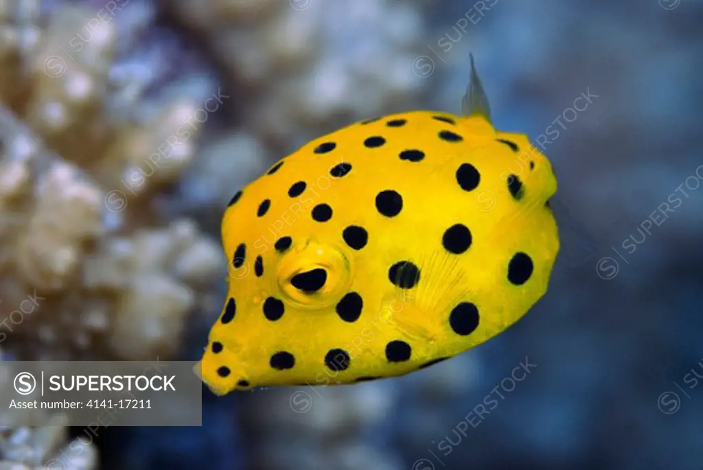 yellow boxfish (juvenile) ostracion cubicus red sea: israel: gulf of aqaba, eilat november