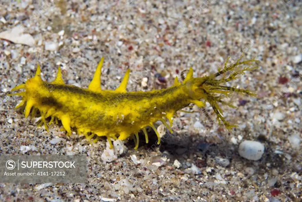 yellow sea cucumber colochirus robustus indonesia: north sulawesi: bangka, tangung toco october
