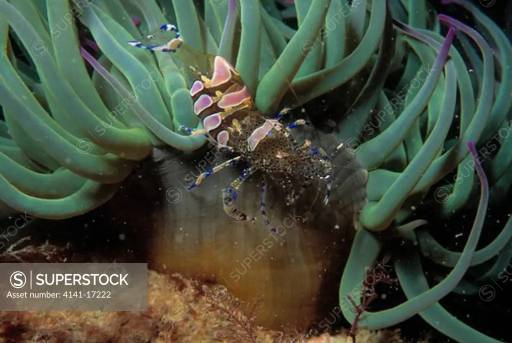 snakelocks anemone shrimp periclimenes sagittifer commensal, on anemone jersey, channel islands, english channel 