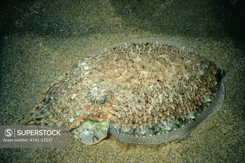 cuttlefish on sandy seafloor sepia officinalis western cornwall, england