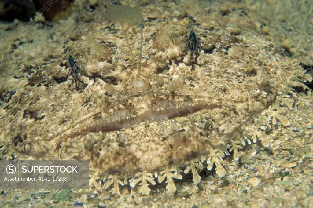 anglerfish lophius piscatorius highly camouflaged, off kristiansund, sromshomlen, norway 