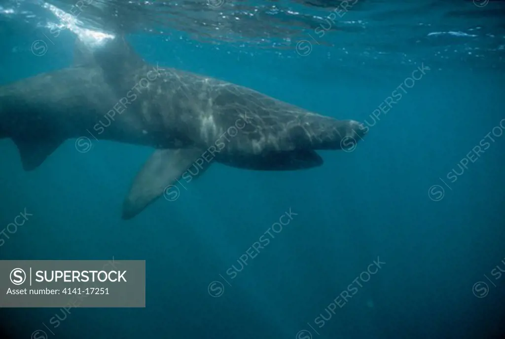 basking shark cetorhinus maximus cornwall, england. 